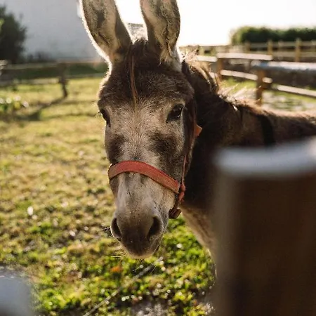 Daire Bauernhof Wulff - 