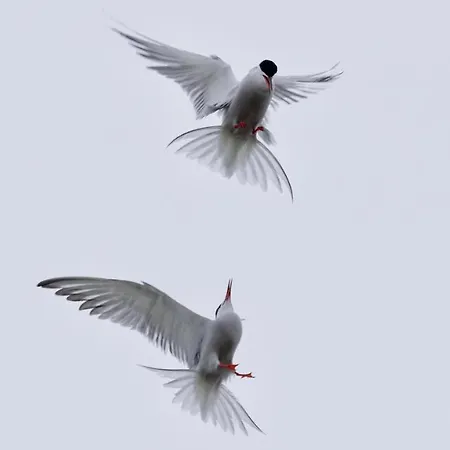 Daire Bauernhof Wulff - 